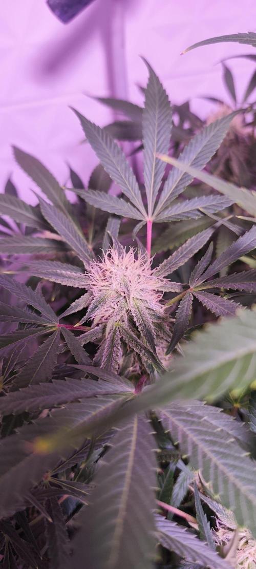 Exotics seed. Week 10 - Nice 👌