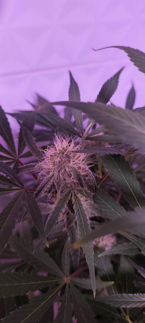 Exotics seed. Week 10 - Des départs nombreux sous la plante après un pincage extrême 