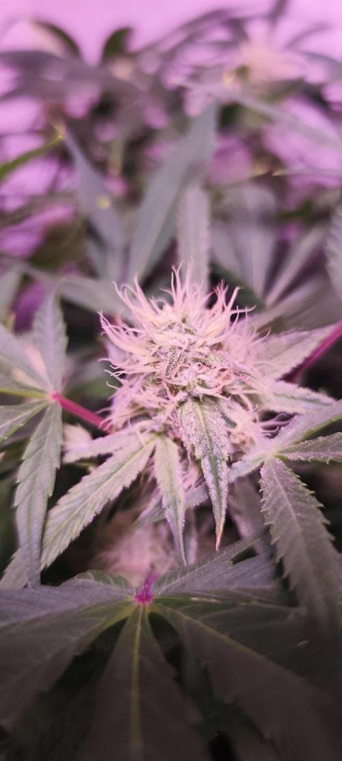 Exotics seed. Week 10 - Frosty ❄️😛