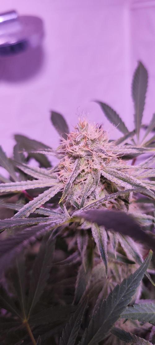 Exotics seed. Week 10 - On reconnaît le old school jack herer mes premières plante en 1998 