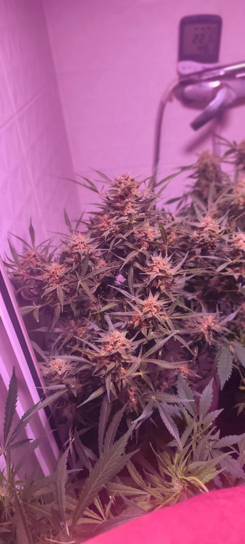 Exotics seed. Week 11 - Vraiment belle y a plus qu'elle prenne en volume au niveau des bud 