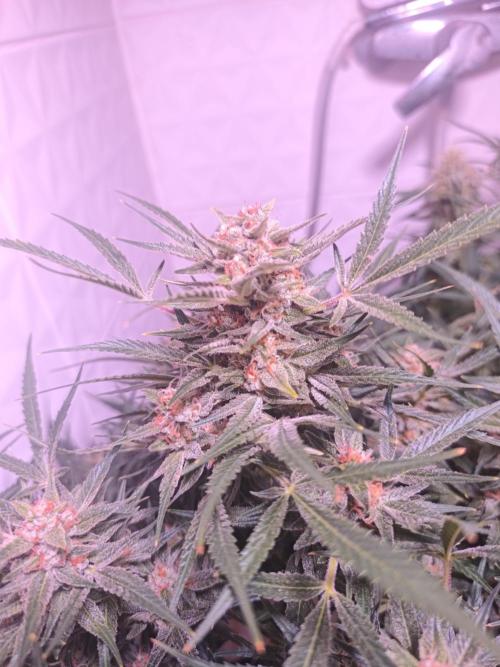 Exotics seed. Week 11 - C'est bien résineux et une odeur de banane recouvre la salle 