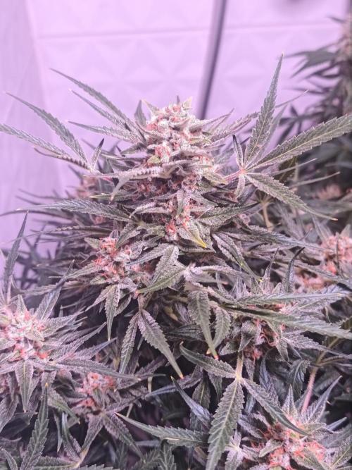 Exotics seed. Week 11