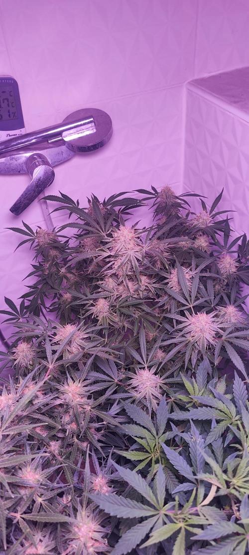 Exotics seed. Week 12 - Sir Jack a 11 semaines croissance comprise et certaines ont mis jusqu'à 16 semai