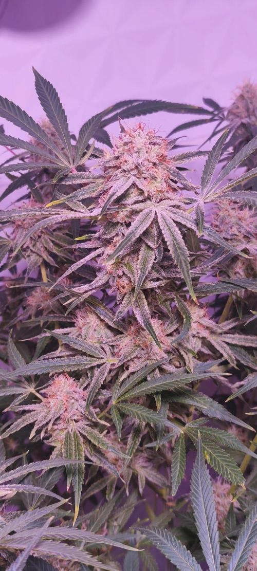 Exotics seed. Week 12 - C'est frosty et l'odeur juste enivrante 