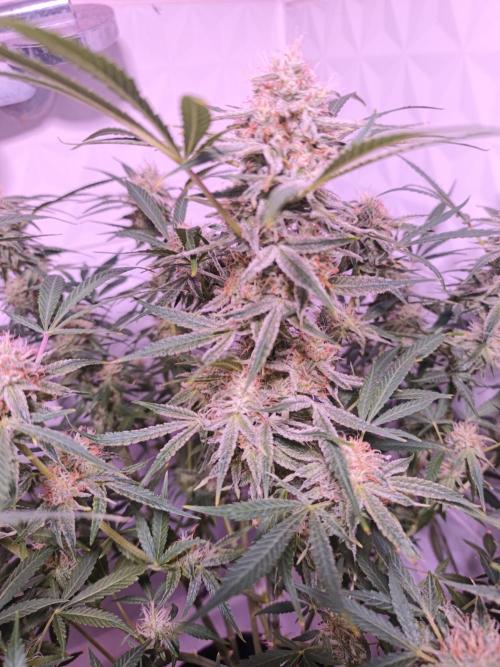 Exotics seed. Week 12 - C'est bien parti en tout cas 