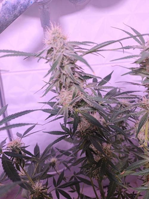 Exotics seed. Week 12