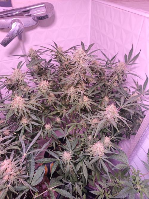 Exotics seed. Week 12 - Quel monstre 