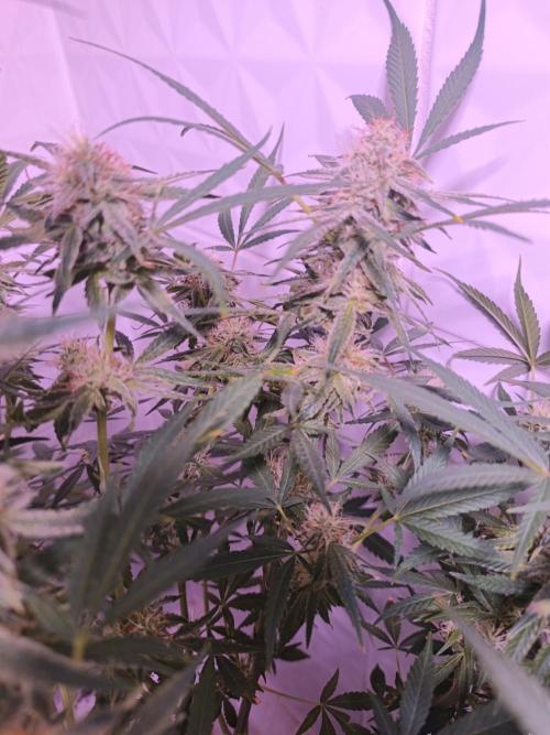 Exotics seed. Week 12