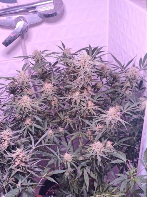 Exotics seed. Week 12