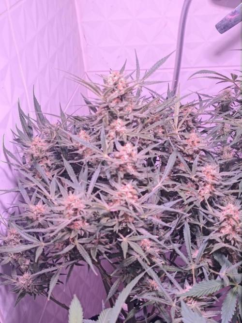 Exotics seed. Week 12 - Banana smash dint les bud se forment on va attendre la densité maintenant 