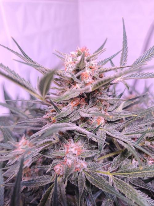 Exotics seed. Week 12 - Mais c'est frosty de ouf et une odeur sortez les filtres 😅 