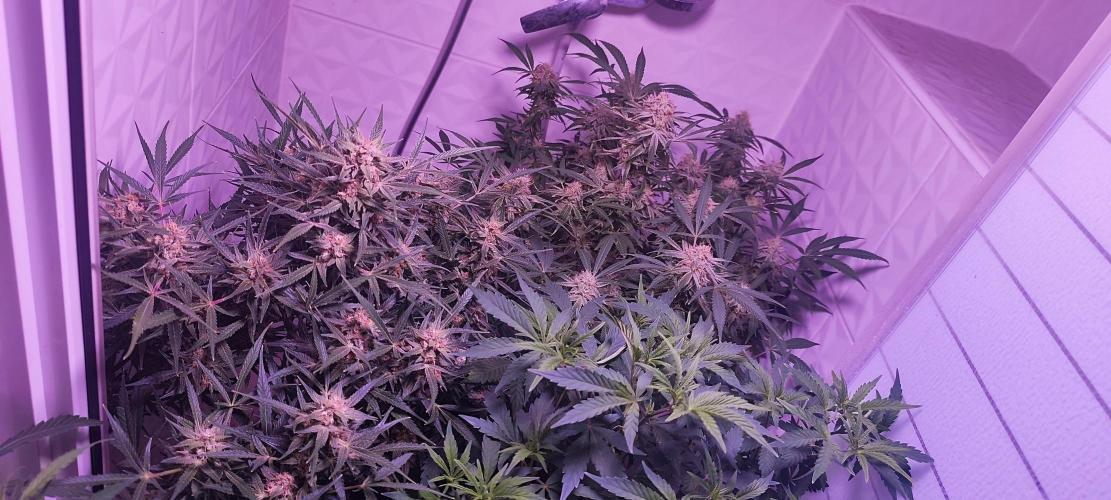 Exotics seed. Week 12