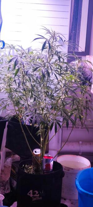 Comment by CaliGreen76 photo #1