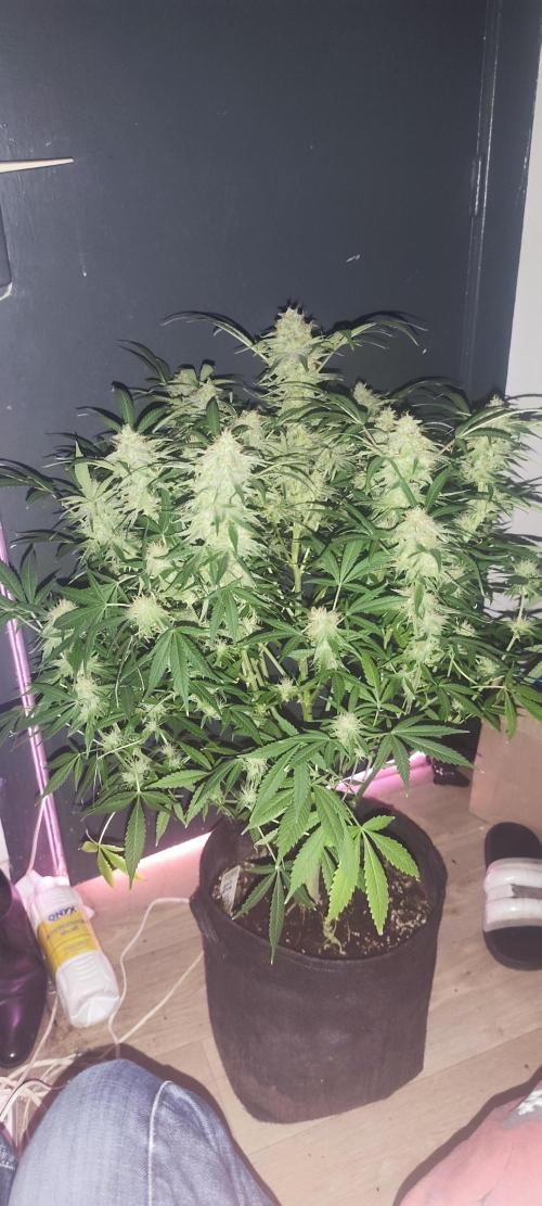 Exotics seed. Week 13 - Sir Jack autoflower 