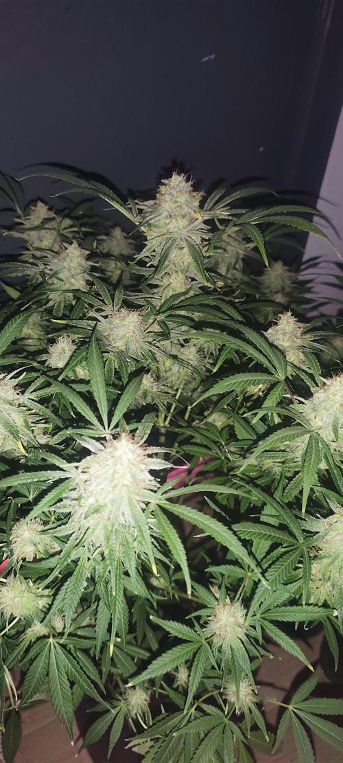 Exotics seed. Week 13