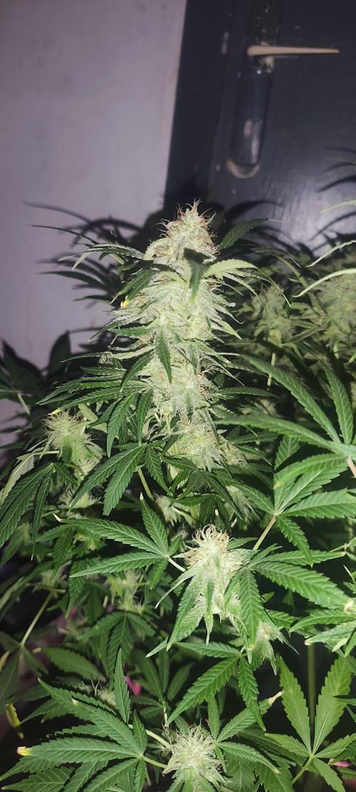 Exotics seed. Week 13