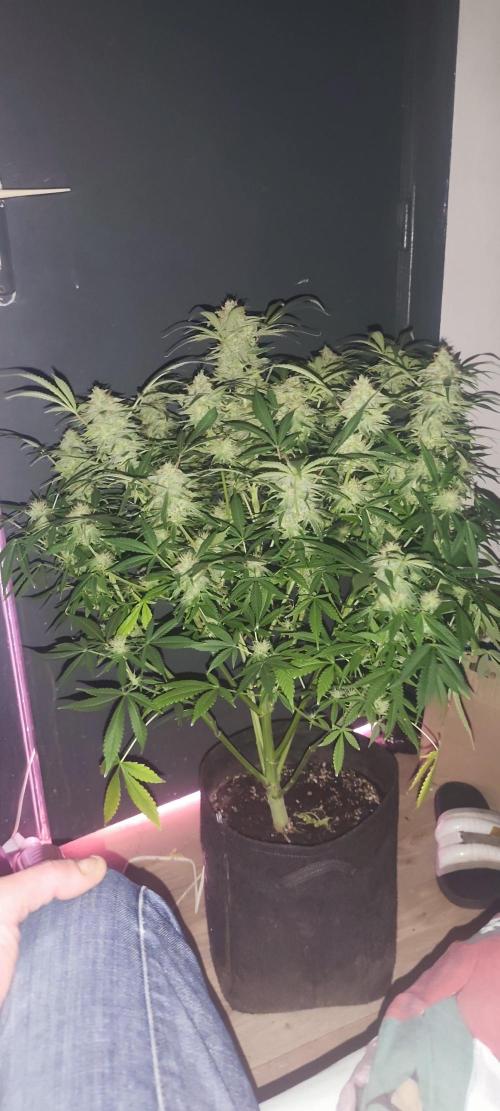 Exotics seed. Week 13