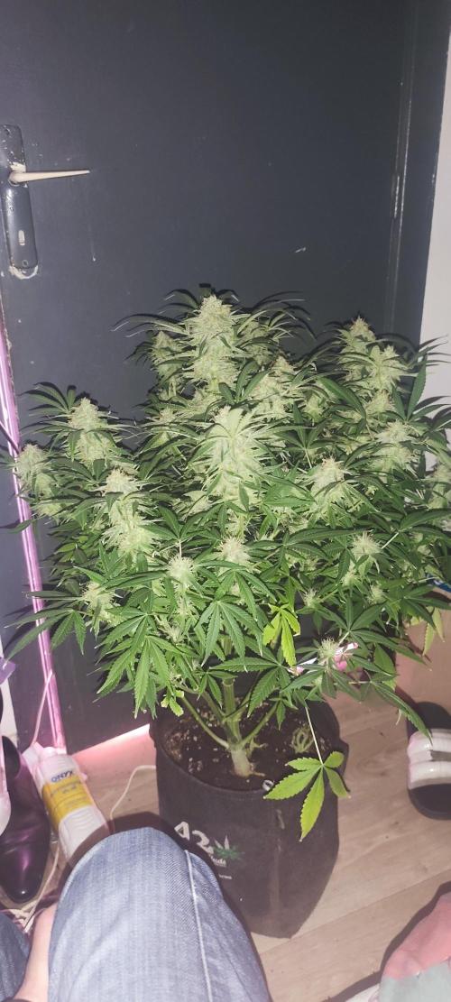 Exotics seed. Week 13