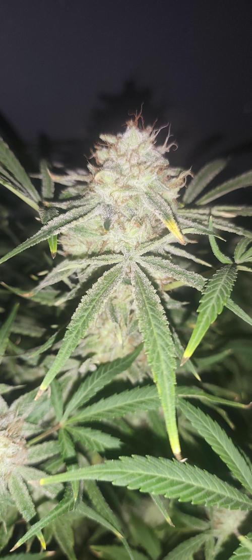 Exotics seed. Week 13