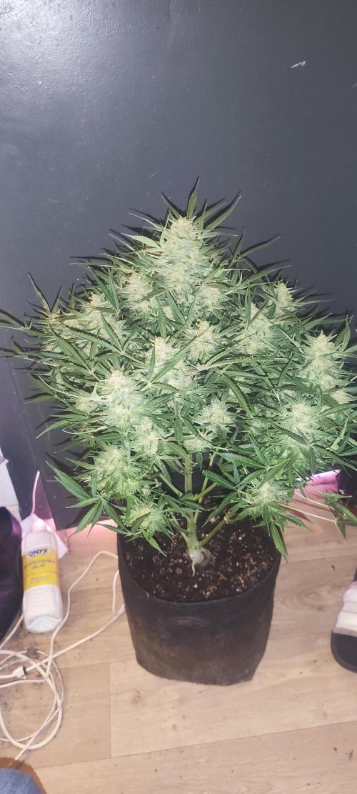 Exotics seed. Week 13