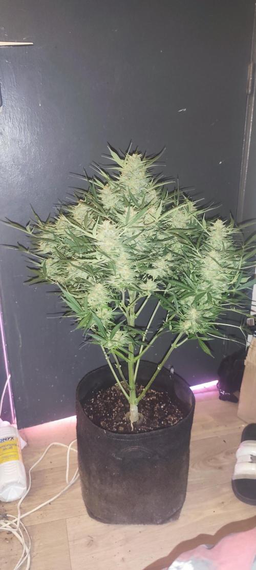 Exotics seed. Week 13