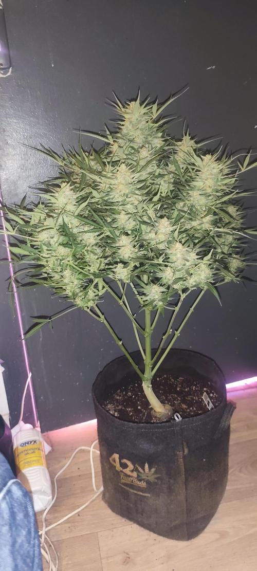 Exotics seed. Week 13