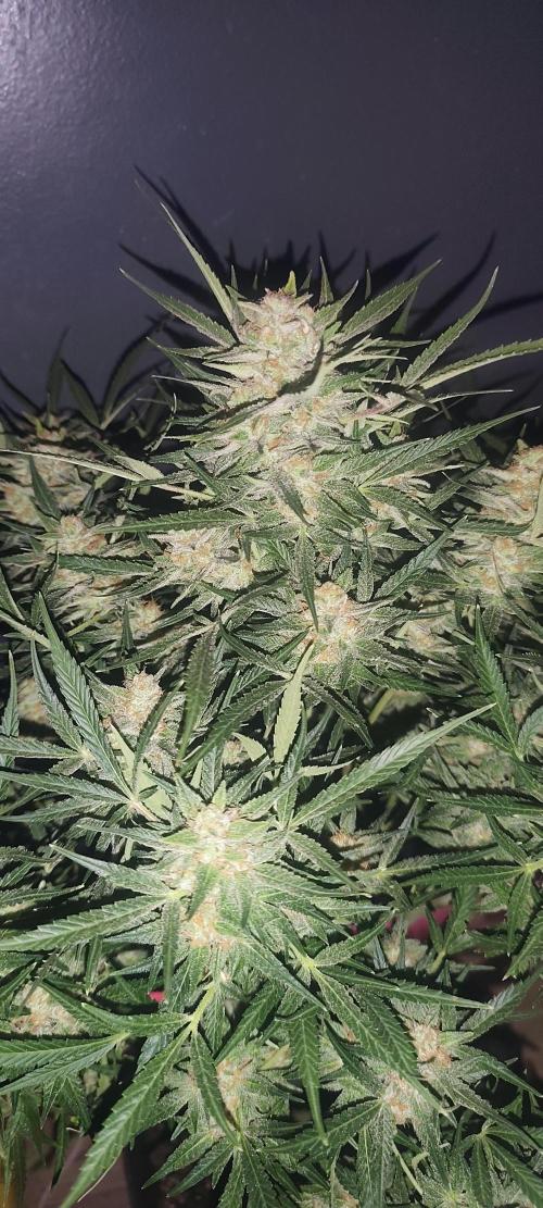 Exotics seed. Week 13