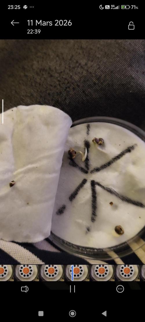 Test kannabia seed. Week 0 - réussite totale 100% 4 graines germées en 48h 