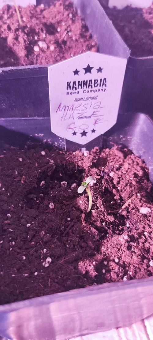 Test kannabia seed. Week 1 - Amnesia haze go fast 
