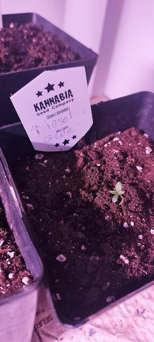 Test kannabia seed. Week 1 - Diesel Glue 