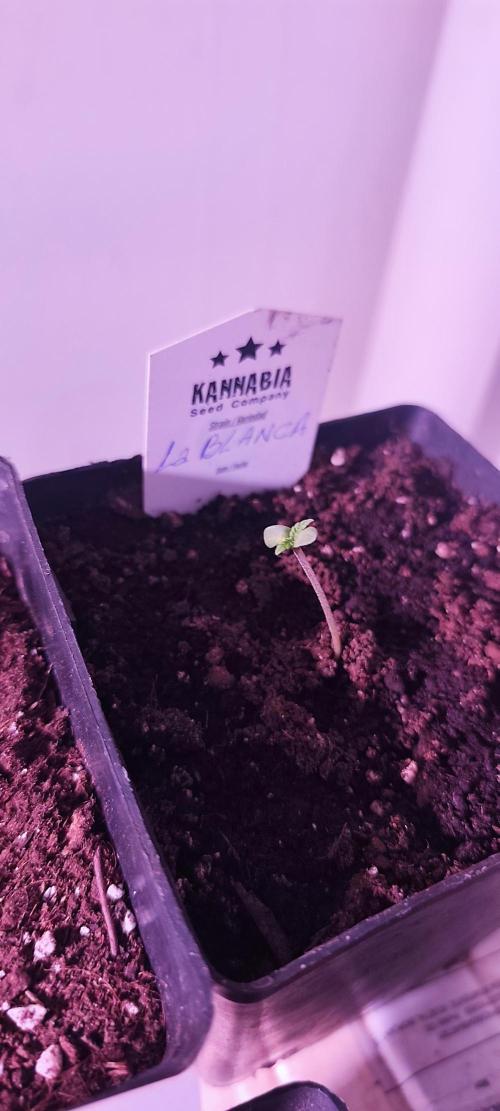 Test kannabia seed. Week 1 - La Blanca 