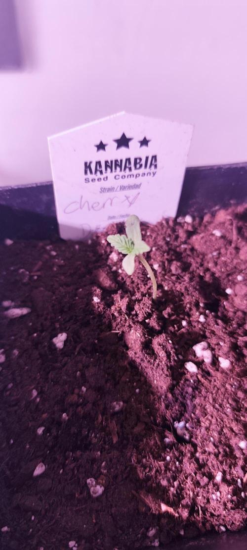 Test kannabia seed. Week 1 - Cherry dream 