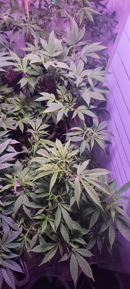 Test kannabia seed. Week 6 - Diesel Glue 