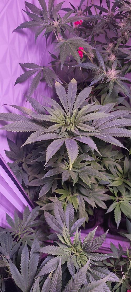 Test kannabia seed. Week 6 - Cherry Dream 