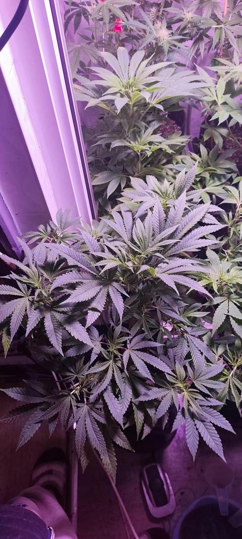 Test kannabia seed. Week 6 - La Blanca 