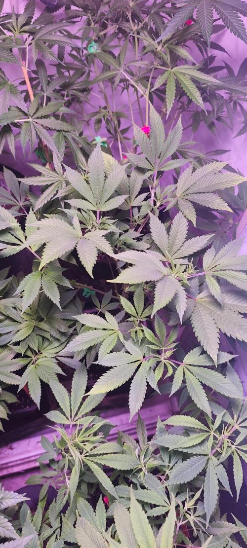Test kannabia seed. Week 6 - Amnesia haze go fast 