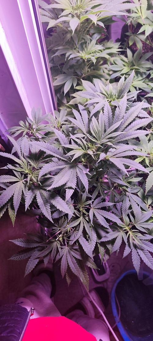 Test kannabia seed. Week 6 - Blanca 