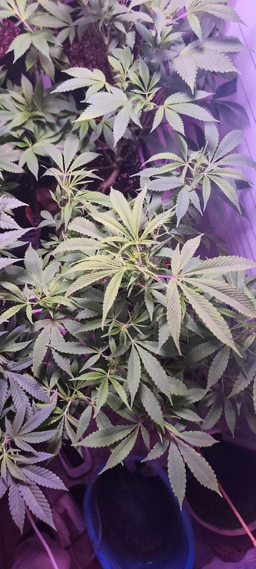 Test kannabia seed. Week 6 - Diesel Glue 