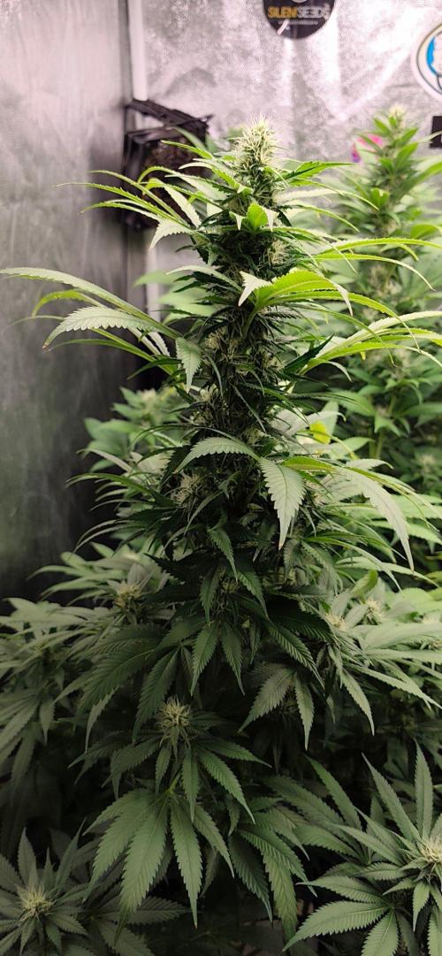 Test kannabia seed. Week 10 - Cherry Dream qui est en plein rush de la floraison, une batte de baseball arrive