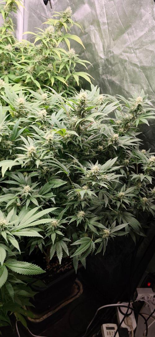 Test kannabia seed. Week 10 - La Blanca si bellissima 