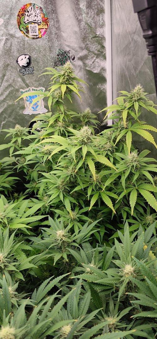 Test kannabia seed. Week 10 - Diesel Glue, qui elle a du mal à gérer les températures excessive 