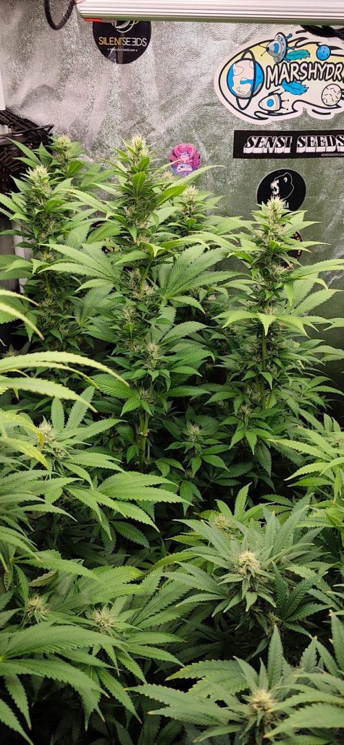 Test kannabia seed. Week 10 - Amnesia haze Go Fast qui gardait ça vigueur de la haze original 