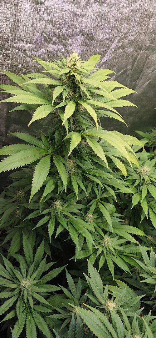 Test kannabia seed. Week 10 - Cherry Dream 