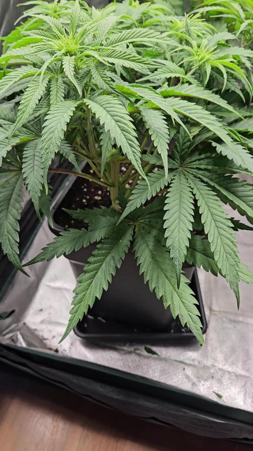 OG Lemoniada- Breed Bros 🌱