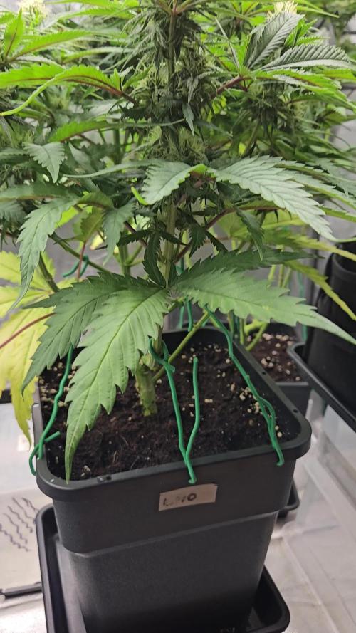 OG Lemoniada- Breed Bros 🌱