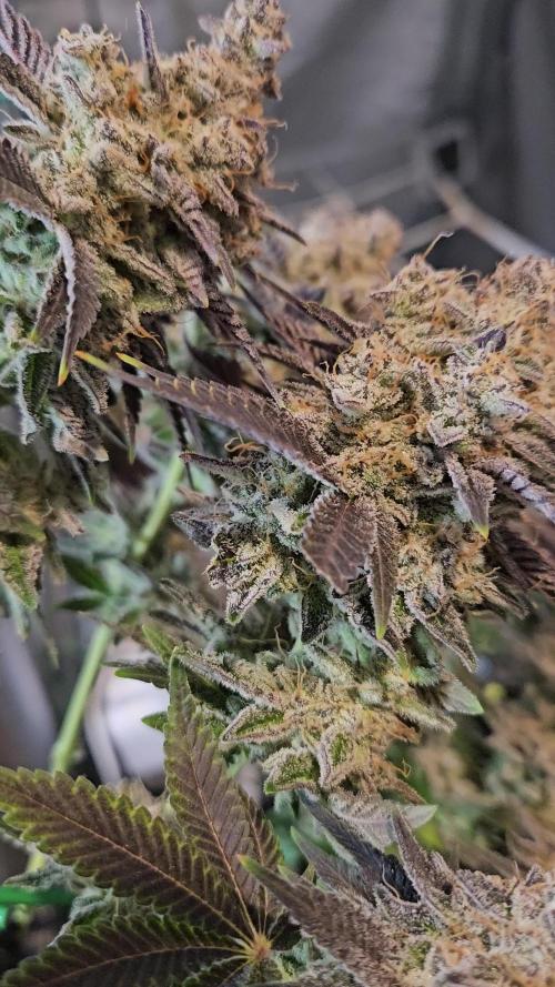 🌱 Runtz - Eternity Grow Cup 🌱