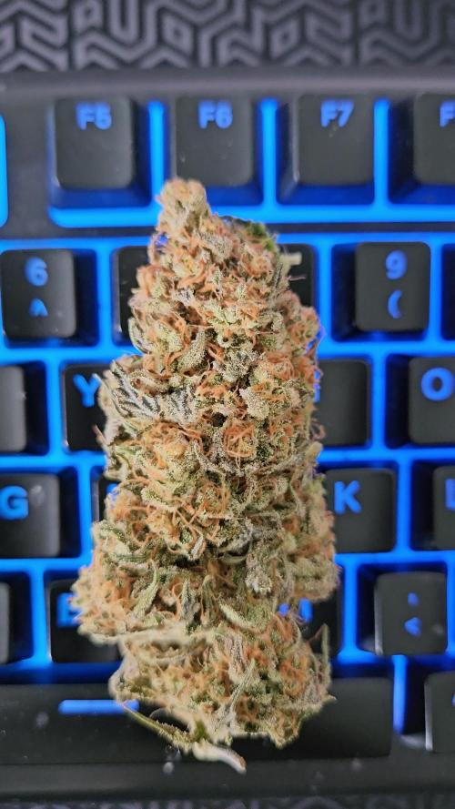 OG Lemoniada- Breed Bros 🌱