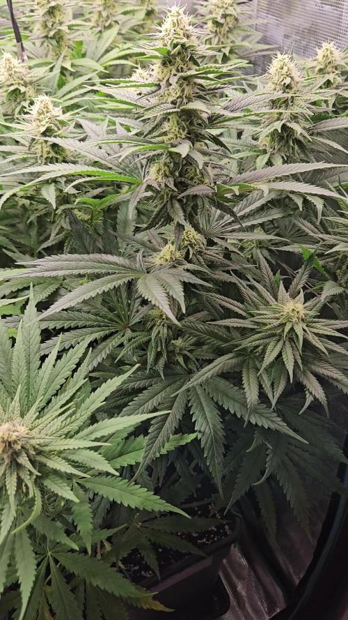 Mandarin Zkittlez Lemon