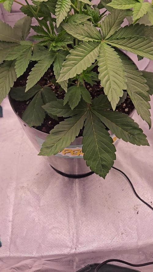 DOKI DOKI - Perfect Tree Seeds